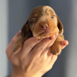 Dachshund Puppies from Schuster Haus