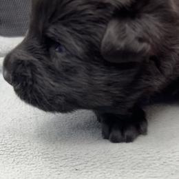 Girl 1 - Black female German Shepherd puppy in Sharon Grove, Kentucky from Julie’s Shepherds