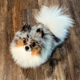 Constantine - Pomeranian