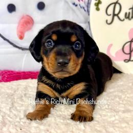 Boy 2 - Black and tan male Dachshund puppy in Lakeland, Florida from Ruthie’s Rich Mini Dachshunds