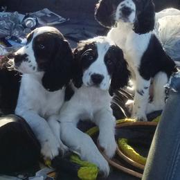 English Springer Spaniel Puppies from Music City Springers