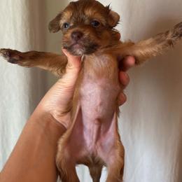 DaoDog Orangette  Cookie - Chocolate male Chinese Crested puppy in Highland Park, Michigan from Family Kennel Dao Dog