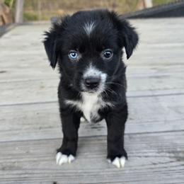 Oakley - Black & white female Miniature Australian Shepherd puppy in Paris, Texas from Blue Envy Mini Aussies