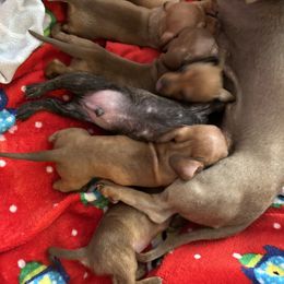 Dachshund Puppies from Autumns Dachshunds