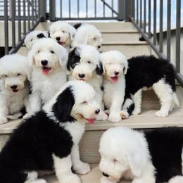 Coral collar - Gray and white female Old English Sheepdog puppy in Smallett, Missouri from Chasin Angus Sheepdogs