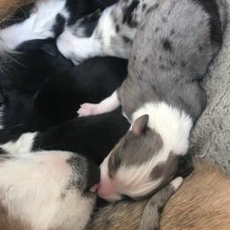 Miniature Australian Shepherds from Astrids Mini/Toy Aussies