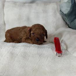 Boy 3 - male Poodle puppy in Westfield, North Carolina from Legacy Pets