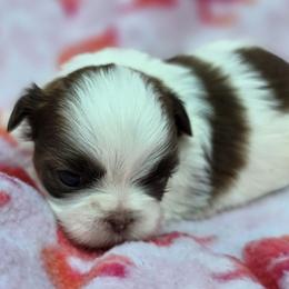 Lydia Girl 2 - Red and white female Shih Tzu puppy in Oakville, Washington from Garrard Creek Shih Tzus