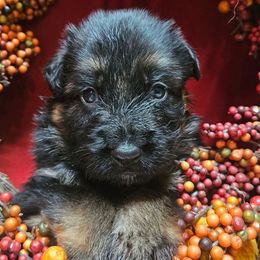 Mr Blue - Black and red male German Shepherd puppy in Newaygo, Michigan from Sterley Shepherds