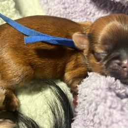 Kittle - Red and white male Shih Tzu puppy in Sacramento, California from NANA’S  QUALITY SHIH TZU'S