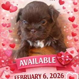 Lt blue - Liver male Shih Tzu puppy in Berkeley Springs, West Virginia from Sandridge Shih Tzus