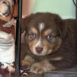 Boy 3 - Red tri male Miniature Australian Shepherd puppy in Turner, Maine from Bear Pond Aussies / Leonbergers of Maine