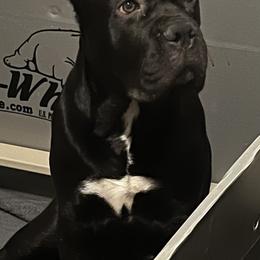 Stella - Cane Corso