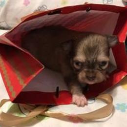 Chihuahua Puppies from Chilove Chihuahuas