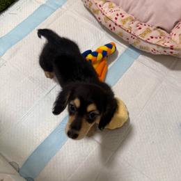 Caraway - Black and cream female Dachshund puppy in Benson, North Carolina from Queen of Weens Mini Dachshunds