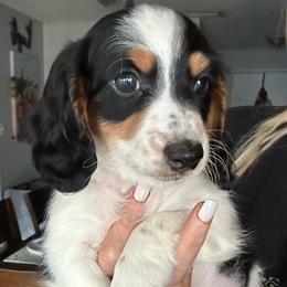 Job 2000 - Black and cream male Dachshund puppy in Brandon, Florida from Knights Dachshunds