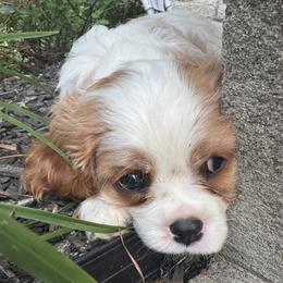 Cavalier King Charles Spaniel Puppies from Kara's Cavalier King Charles Spaniels