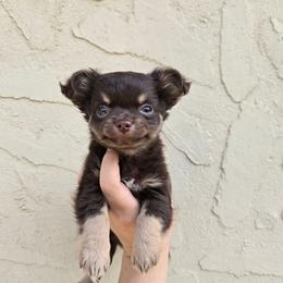 Boy - Chocolate and tan male Chihuahua puppy in Vineland, New Jersey from Royal Companion's