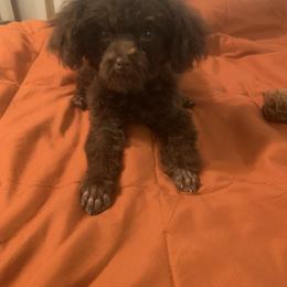 Golden Retriever and Poodle All Grown Up from Meagan Nielson’s Precious Pups