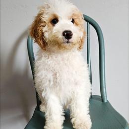 Chili - Red male Bernedoodle puppy in Granton, Wisconsin from Rose River Farms