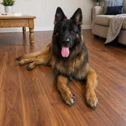 Indiana - German Shepherd