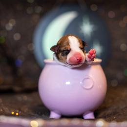 Border Collie, Papillon, Sporty Mix, and Whippet Puppies from Old Hemp Border Collies / Open Horizon Sport Dogs