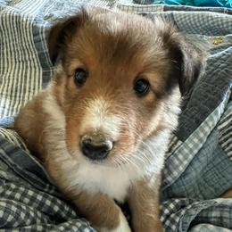 Tinker Bell - Sable and white female Shetland Sheepdog puppy in Kerville, Texas from Cedar Hill Kennels