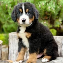 Batman (Green Collar) - Black rust and white male Bernese Mountain Dog puppy in Stanwood, Washington from Butter Cup Pups and Paws