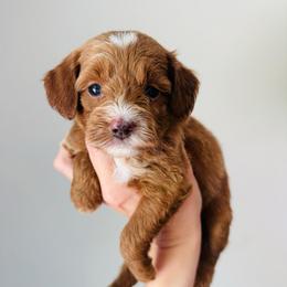 Kane - Apricot male Goldendoodle puppy in Auburn, Indiana from Martin’s Doodles
