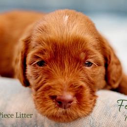 Forge - Red  male Goldendoodle puppy in Athens, Alabama from Brewing Doodles