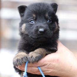 Tucker - Black and tan male German Shepherd puppy in Augusta, West Virginia from Vom Haus Highlands