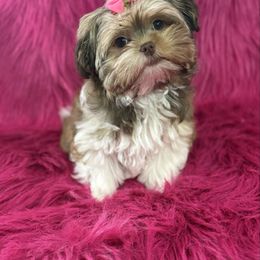 Hannah - Gold and white female Shorkie puppy in Springtown, Texas from DATAMS PRECIOUS PETS