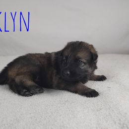 Brooklyn - Sable German Shepherd puppy in Hays, Kansas from Smith's Shepherds