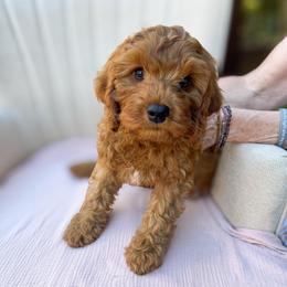 Dreamy - Red female Cavapoo puppy in Easley, South Carolina from Cutiepie Cavapoos