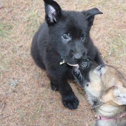 German Shepherd Puppies from Thornock Shepherds