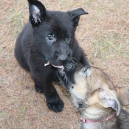 German Shepherd Puppies from Thornock Shepherds