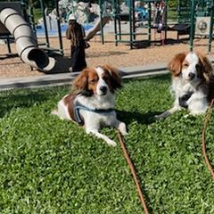 Nederlandse Kooikerhondjes from LoWi kooikers