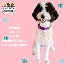 Mabel - Goldendoodle