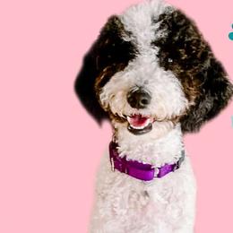 Mabel - Goldendoodle