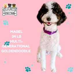 Mabel - Goldendoodle