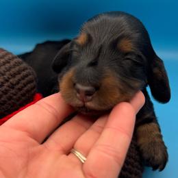 Annie - Black and tan female Dachshund puppy in Richmond, Kentucky from Cemcade Dachshunds