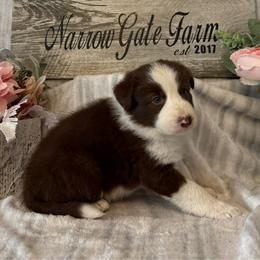Paris - White and red female Border Collie puppy in Moody, Texas from Narrow Gate Farm