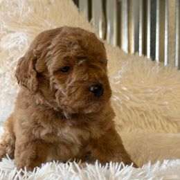 Male 2 - Red  male Goldendoodle puppy in Haleyville, Alabama from Susan’s Prefurred Doodles