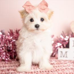 Bella - Cream female Maltipoo puppy in Erda, Utah from Country Lane Doodles