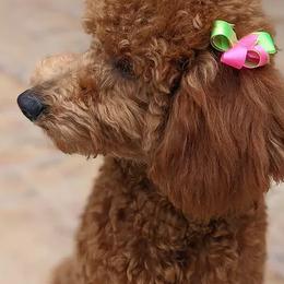 Poodles from Shades of Red Moyen Poodles