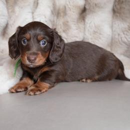 Tide - Chocolate and tan male Dachshund puppy in Lehi, Utah from Cherry Creek Dachshunds