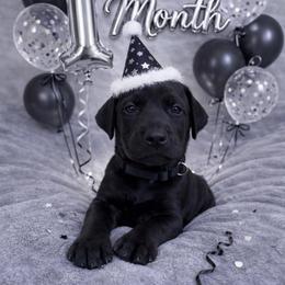 Ruger - Black and rust male Doberman Pinscher puppy in Brookfield, Wisconsin from Haus of Hound