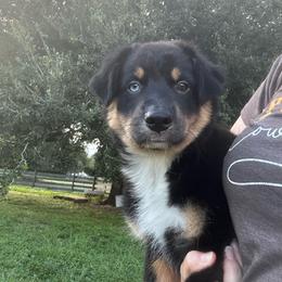 Jake - Black tri-color male Australian Shepherd puppy in Fort Myers, Florida from U Cross Australian Shepherds