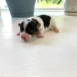 Devon - Parti male Yorkshire Terrier puppy in Nesbit, Mississippi from Bluff City Yorkies