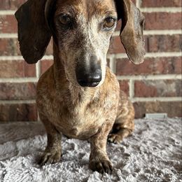 Fireball - Dachshund